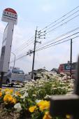 室見３丁目バス停付近の花壇
