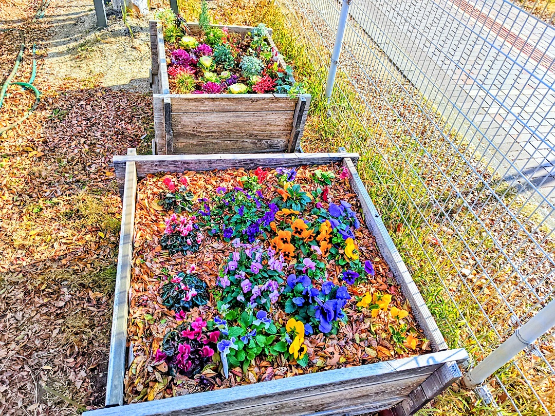 るるるる～るるガーデン写真３枚目