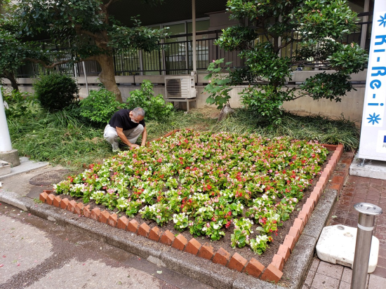 博多区役所花壇の植え替え