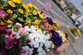 室見交番前の花壇
