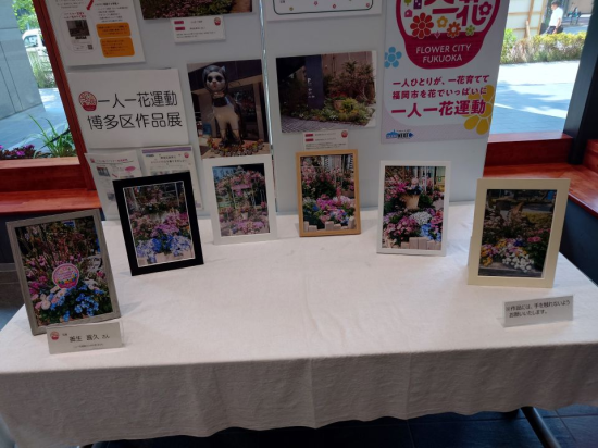 花の写真です