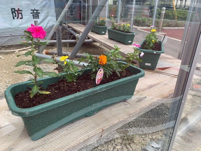 弥永団地の花壇