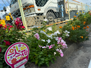 濃い赤やピンク色、白色の花が咲いた花壇の写真