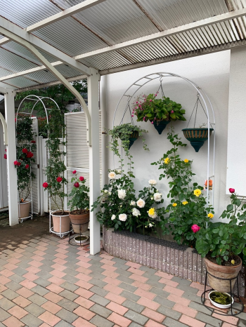 色とりどりの薔薇の花が咲いた花壇の写真