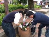 西鉄大橋駅西口広場花壇植え替えの様子３