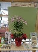 区役所庁舎内コミュニティ情報コーナーに飾った花の様子